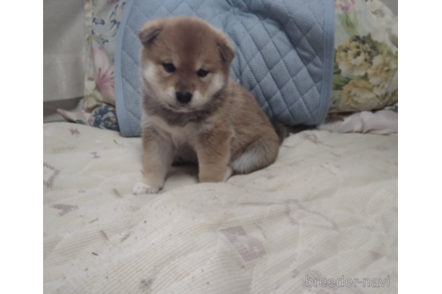 成約済の山梨県の柴犬-154458の1枚目